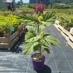 Hortenzia stromčekovitá (Hydrangea arborescens) 'FlowerWOW®' First Edition® - výška 30-40 cm, kont. C2L - OBROVSKÉ KVETY